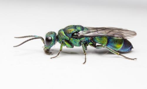 Cuckoo-wasp (Chrysis angolensis)