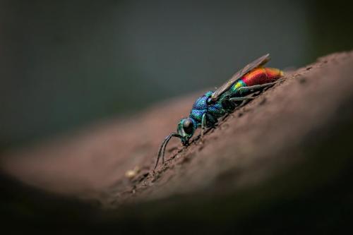 Cuckoo wasp (Chrysis fulgida)