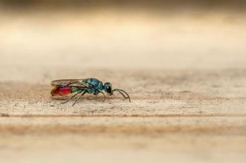 Cuckoo wasp (Chrysis fulgida)