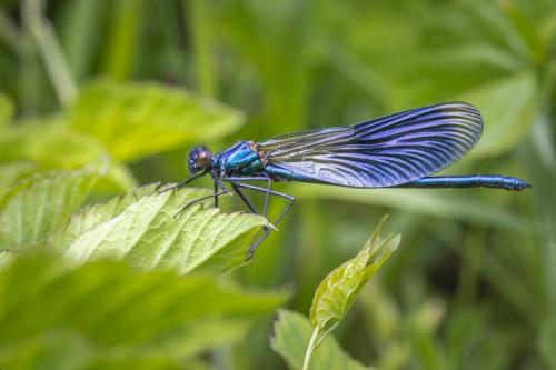 Beautiful Demoiselle (Calopteryx virgo)