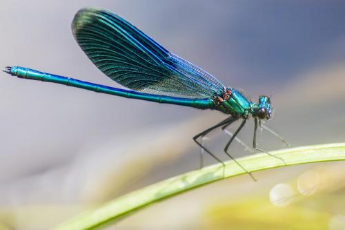 Beautiful Demoiselle (Calopteryx virgo)