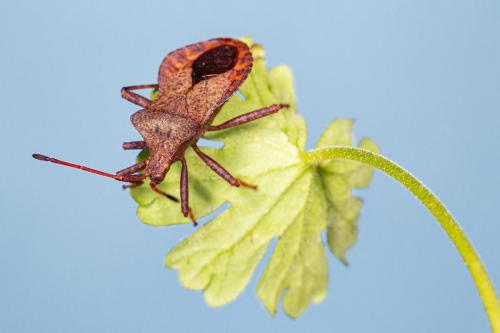 Dock bug (Coreus marginatus)