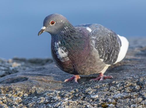 Domestic pigeon (Columba livia domestica)