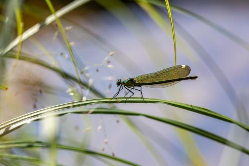 Beautiful Demoiselle (Calopteryx virgo)