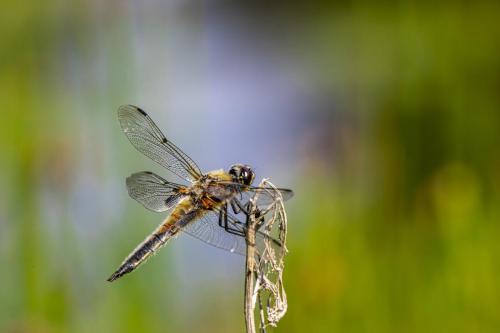 Four-spotted chaser (Libellula quadrimaculata)