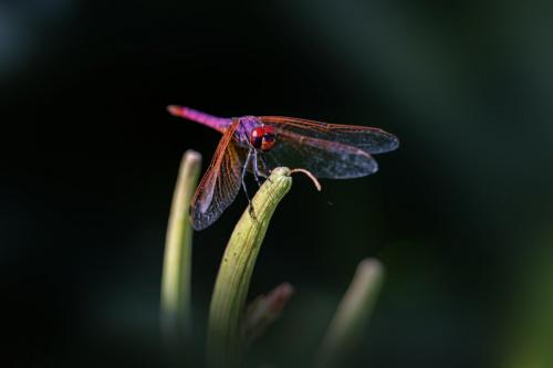 Violet Dropwing (Trithemis annulata)