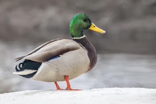 Mallard or wild duck (Anas platyrhynchos)