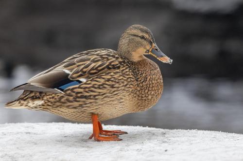 Mallard or wild duck (Anas platyrhynchos)