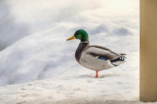 Mallard or wild duck (Anas platyrhynchos)