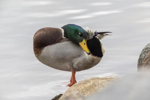 Mallard or wild duck (Anas platyrhynchos)