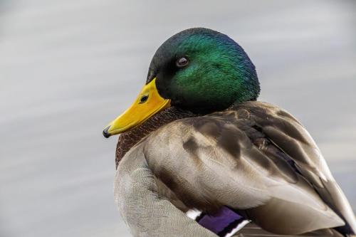 Mallard or wild duck (Anas platyrhynchos)