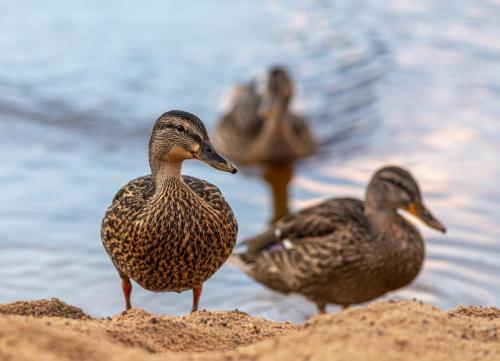 Mallard or wild duck (Anas platyrhynchos)