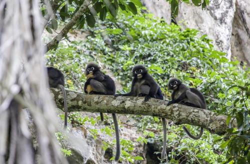 Dusky leaf monkey (Trachypithecus obscurus)