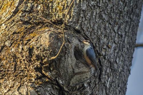 Eurasian nuthatch (Sitta europaea)