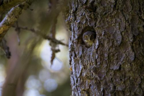 Eurasian Pygmy Owl (Glaucidium passerinum)