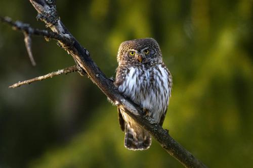 Eurasian Pygmy Owl (Glaucidium passerinum)