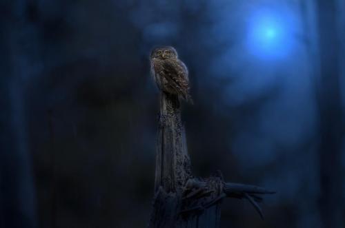 Eurasian Pygmy Owl (Glaucidium passerinum)