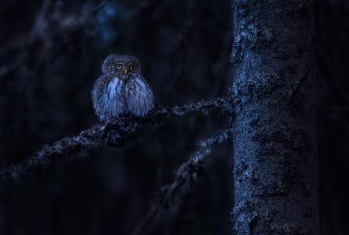 Eurasian Pygmy Owl (Glaucidium passerinum)