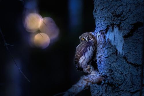 Eurasian Pygmy Owl (Glaucidium passerinum)