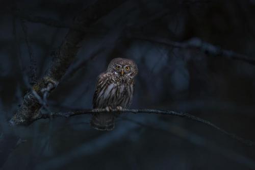 Eurasian Pygmy Owl (Glaucidium passerinum)