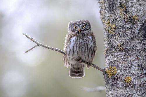 Eurasian Pygmy Owl (Glaucidium passerinum)