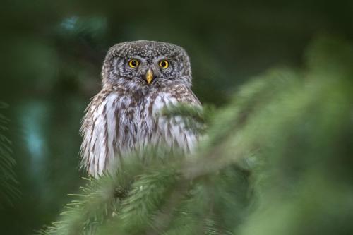 Eurasian Pygmy Owl (Glaucidium passerinum)