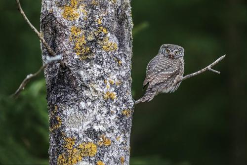 Eurasian Pygmy Owl (Glaucidium passerinum)