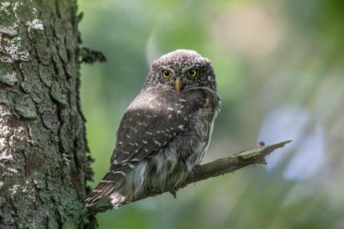 Eurasian Pygmy Owl (Glaucidium passerinum)