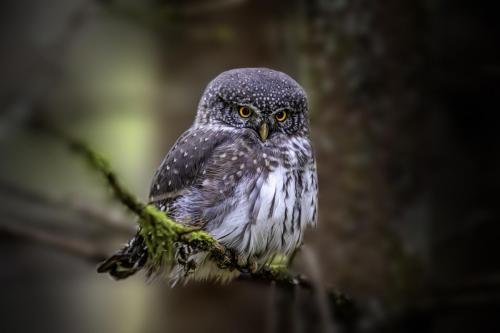 Eurasian Pygmy Owl (Glaucidium passerinum)