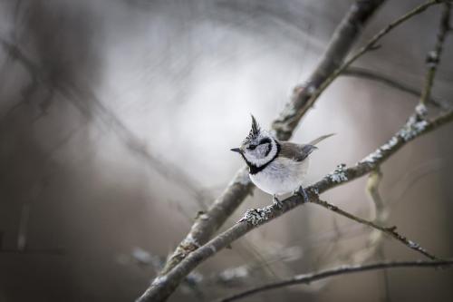 European crested tit (Lophophanes cristatus)