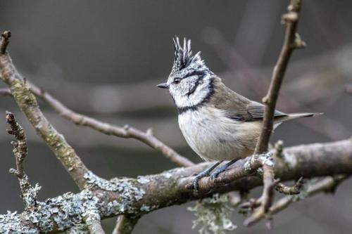 European crested tit (Lophophanes cristatus)