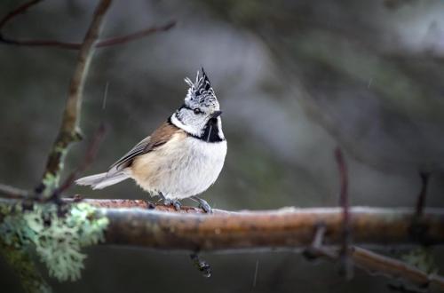 European crested tit (Lophophanes cristatus)