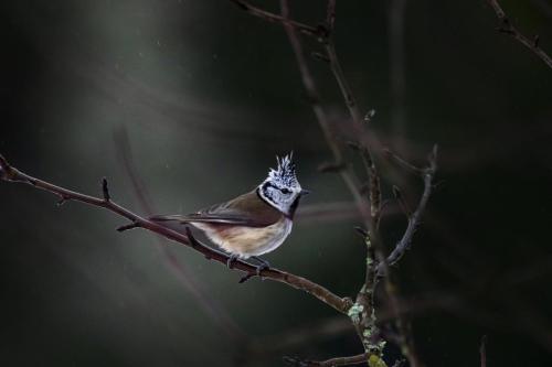 European crested tit (Lophophanes cristatus)