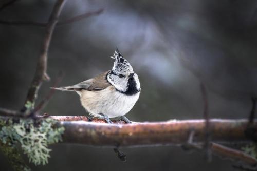 European crested tit (Lophophanes cristatus)