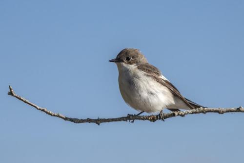 Pied Flycatcher (Ficedula hypoleuca)