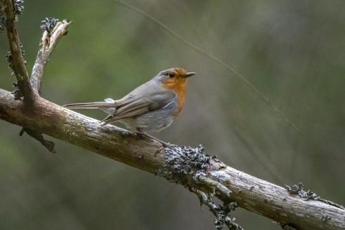 European robin (Erithacus rubecula)