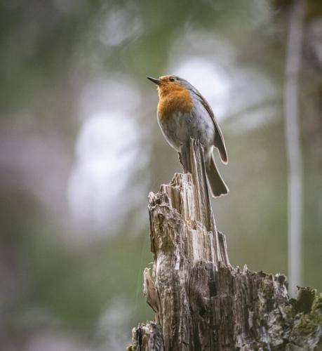 European robin (Erithacus rubecula)