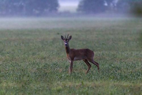 European roe deer (Capreolus capreolus)