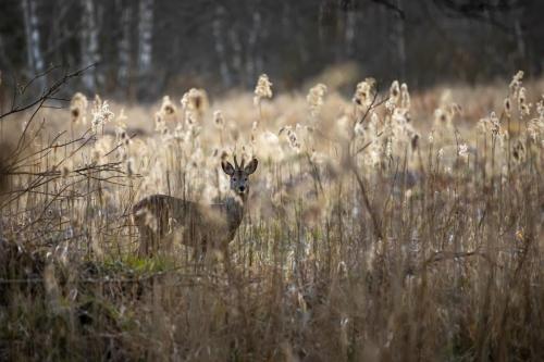 European roe deer (Capreolus capreolus)