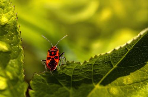 Firebug (Pyrrhocoris apterus)