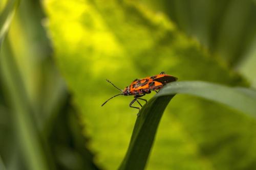 Firebug (Pyrrhocoris apterus)