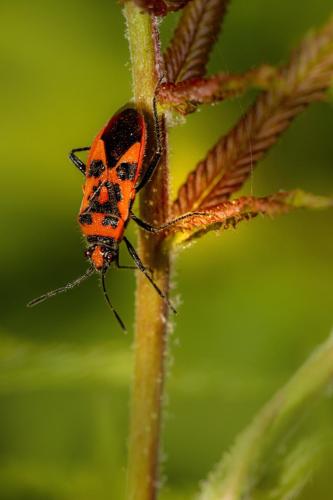 Firebug (Pyrrhocoris apterus)