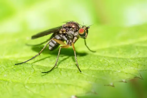 Long legged fly (Dolichopus ungulatus)