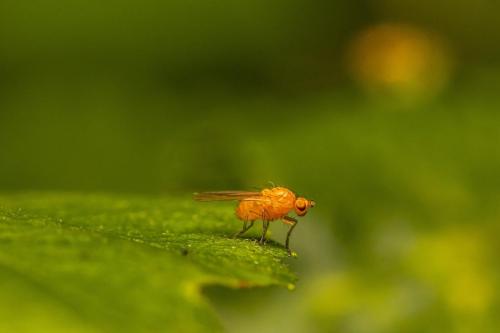 Lauxaniid fly (Tricholauxania praeusta)