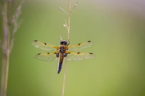 Four-spotted Chaser (Libellula quadrimaculata)