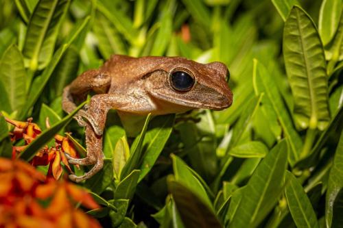 Thailand frog