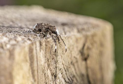 Variegated False Darkling Beetle (Platystomos albinus)