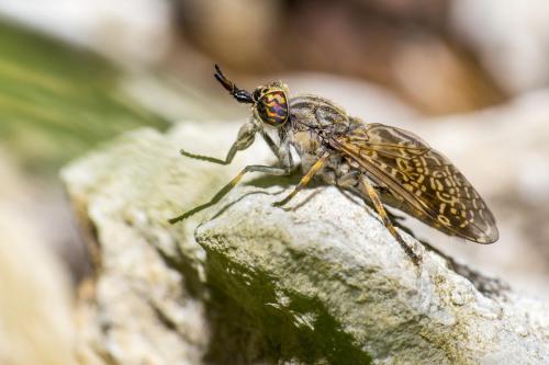 Notch-horned Cleg Fly (Haematopota pluvialis)