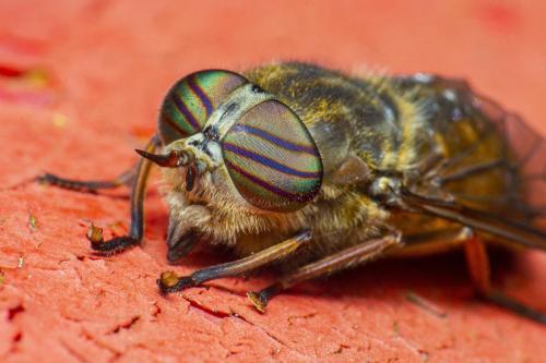 Band-eyed brown horse fly (Tabanus bromius)