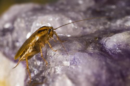 German cockroach (Blattella germanica)